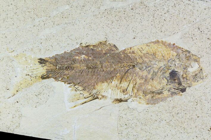 Bargain, Mioplosus Fossil Fish - Uncommon Species #105331